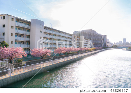 東京的春天木場,沿著Kashihama運河的一排櫻花樹 東京的春天木場,沿著Kashihama運河的一排櫻花樹 48826527