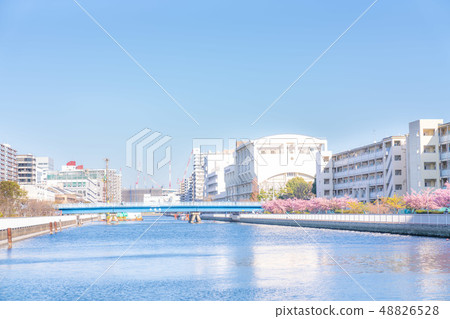 Tokyo's spring Kiba, row of cherry blossom trees along the Kashihama Canal Tokyo's spring Kiba, row of cherry blossom trees along the Kashihama Canal 48826528