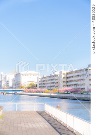 東京的春天木場，沿著Kashihama運河的一排櫻花樹 48826529