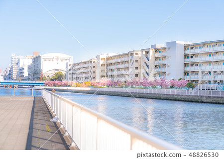 東京的春天木場，沿著Kashihama運河的一排櫻花樹 48826530