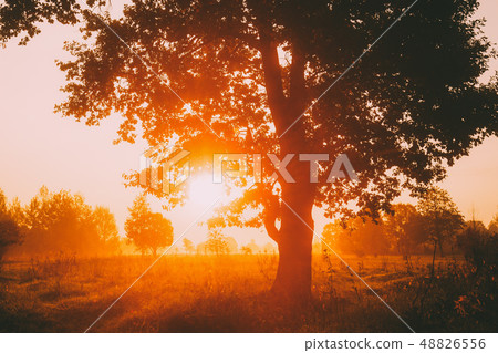 Sunset Or Sunrise In Misty Forest Landscape. Sun Sunshine With Natural Sunlight Through Oak Wood Sunset Or Sunrise In Misty Forest Landscape. Sun Sunshine With Natural Sunlight Through Oak Wood 48826556