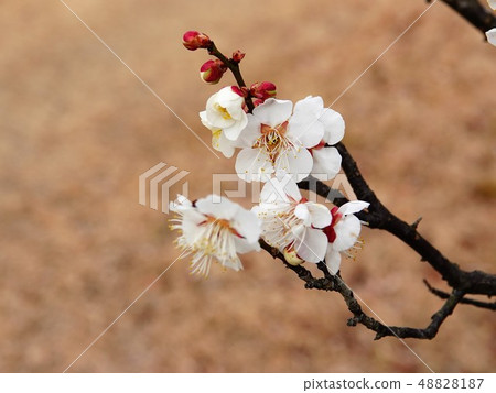 A close-up of a plum blossom-like flower like a rose 48828187