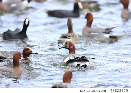 Hydrigamo Hydrigamo 48828229