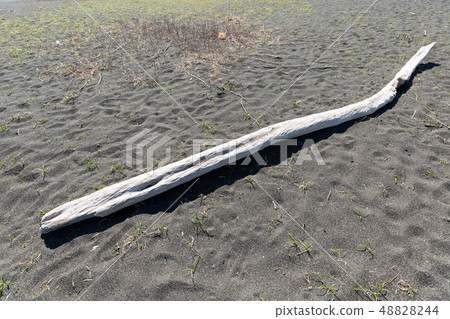 漂流木 漂流木 48828244
