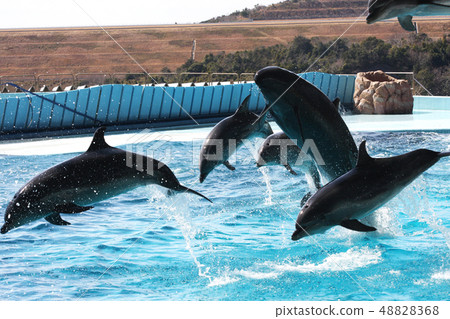 Dolphin Show 48828368