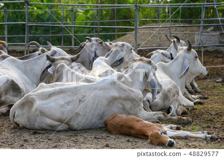 Herd of cows resting in stall at evening Herd of cows resting in stall at evening 48829577