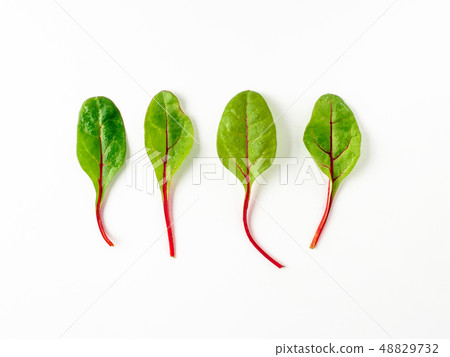 Set of green chard leaves or mangold isolated Set of green chard leaves or mangold isolated 48829732