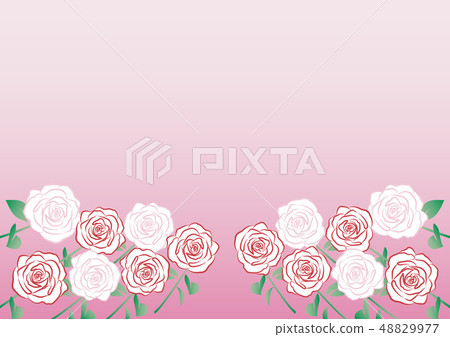 玫瑰花 玫瑰花 48829977