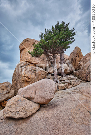 Rock with pine trees in Seoraksan National Park, South Korea Rock with pine trees in Seoraksan National Park, South Korea 48830310