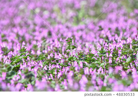 Hotokenosa（佛座） 48830533