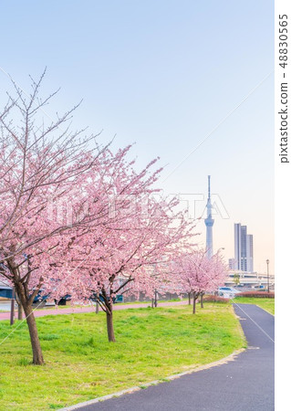 Spring of Tokyo Sakura lined row of early bloom along the Sumida river bank [Evening] 48830565
