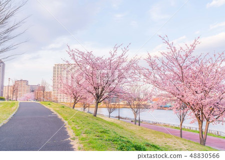 Spring of Tokyo Sakura lined row of early bloom along the Sumida river bank [Evening] 48830566