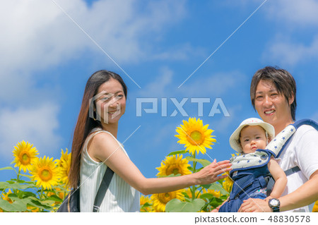 向日葵領域和年輕的家庭 48830578