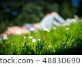 Chamomile flowers on green field in warm day 48830690