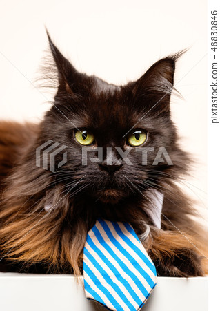 Photo of main coon cat with striped tie Photo of main coon cat with striped tie 48830846