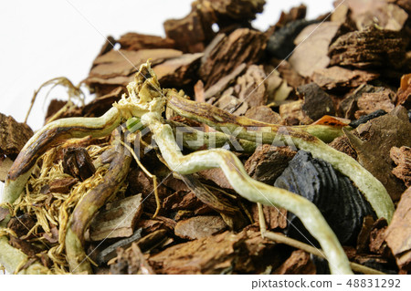 Close-up of New sprout of orchid grows from old desieased plant 48831292