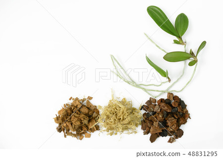 Cultivation of orchids at home. Plant transplanting and growing concept. Small young plants and soil 48831295