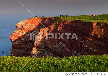 Northern gannet, Sula bassana, colony of sea birds Northern gannet, Sula bassana, colony of sea birds 48831357