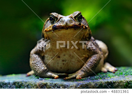 Cane toad, Rhinella marina, frog from Costa Rica Cane toad, Rhinella marina, frog from Costa Rica 48831361