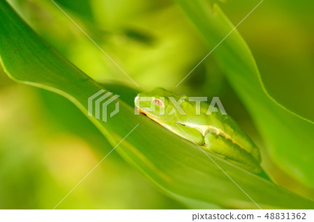 Frog sleeping on the leaves in the nature habitat Frog sleeping on the leaves in the nature habitat 48831362