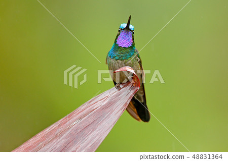 Purple-throated Mountain-gem on the leave Purple-throated Mountain-gem on the leave 48831364