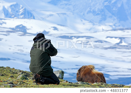 Photographer with Musk Ox, Ovibos moschatus 48831377