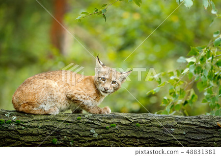 Young Lynx in green forest. Young Lynx in green forest. 48831381