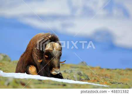Musk Ox, Ovibos moschatus, with mountain 48831382