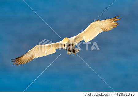 Northern gannet, flying with nesting material 48831389