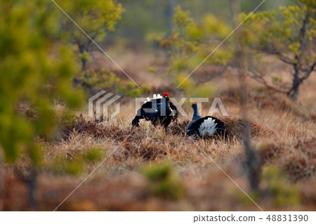 Black grouse on the bog meadow. Black grouse on the bog meadow. 48831390