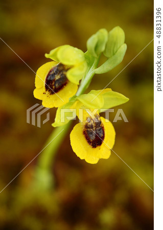 Ophrys lutea, Yellow Ophrys, Gargano in Italy Ophrys lutea, Yellow Ophrys, Gargano in Italy 48831396