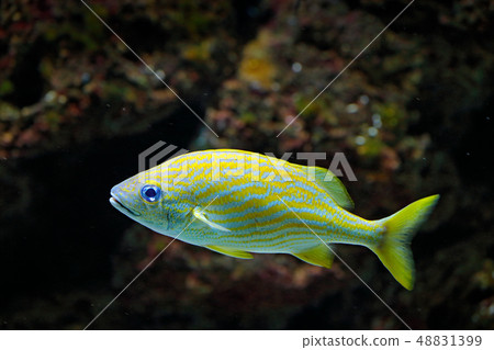Haemulon flavolineatum, French grunt, coral reef Haemulon flavolineatum, French grunt, coral reef 48831399