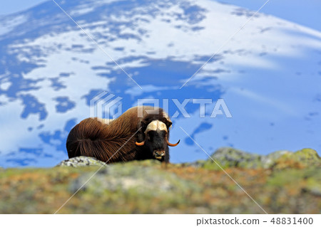 Musk Ox, Ovibos moschatus, with mountain 48831400