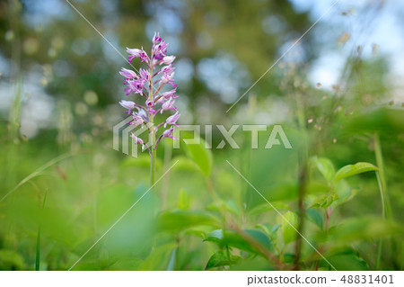 Orchis militaris, military orchid on the meadow 48831401