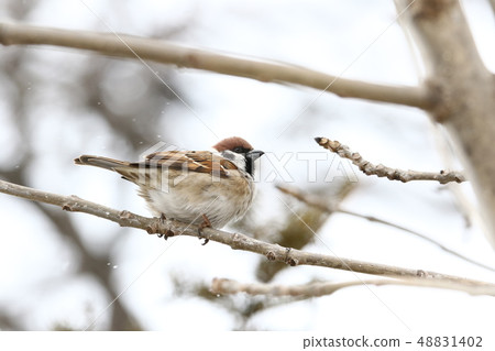 麻雀在樹上[冬/ C] 48831402