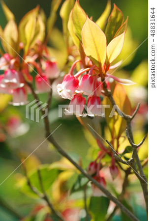 Hong Kong dumanthosis Hong Kong dumanthosis 48831644
