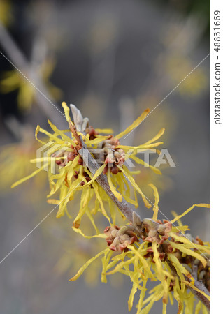 Witch Hazel Arnold Promise 48831669