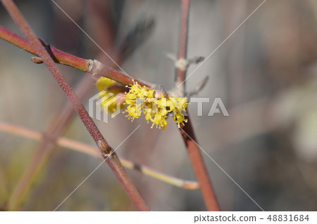 Cornelian cherry Cornelian cherry 48831684