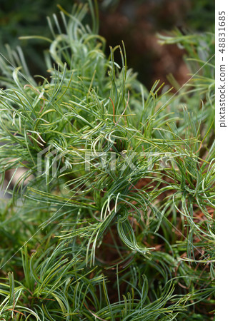White pine Green Curls White pine Green Curls 48831685