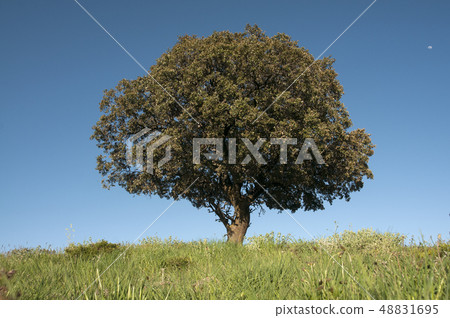 Holm oak on green cereal field, Quercus ilex Holm oak on green cereal field, Quercus ilex 48831695