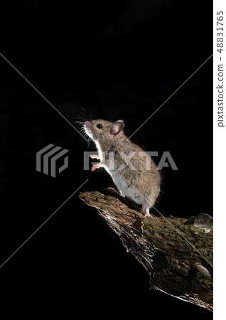 Field mouse standing on a stick Field mouse standing on a stick 48831765