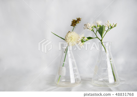 white flower in two science glass flasks white flower in two science glass flasks 48831768