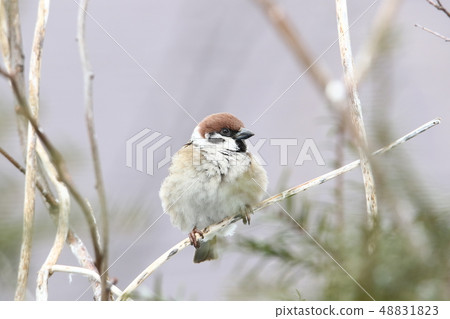 Sparrow (Forest / 4-2) during foraging activities 48831823