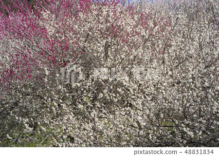 Sunny Bairin Sunny Bairin 48831834