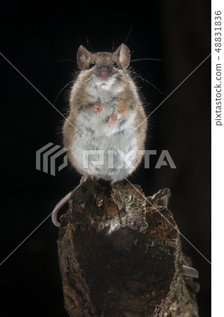 Field mouse standing on a stick Field mouse standing on a stick 48831836