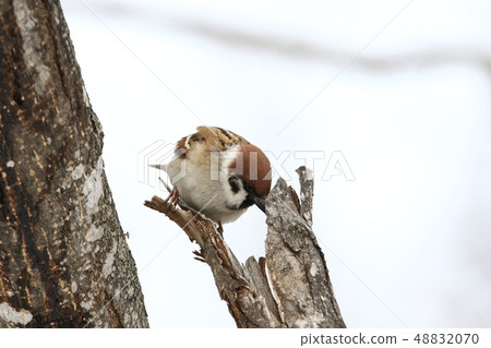 Sparrows in foraging perching in Tochigi (white background / 3-3) 48832070