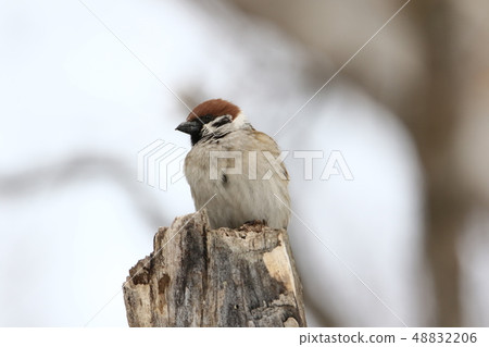 在栃木縣覓食的麻雀[6-1] 48832206