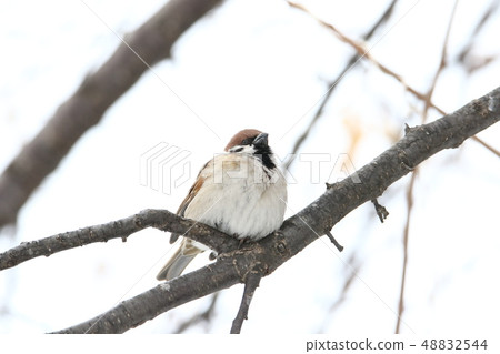 在搜尋棲息的麻雀在樹 48832544