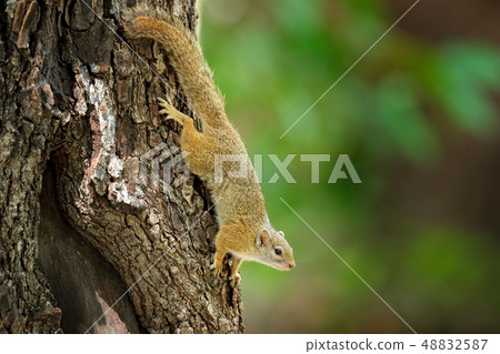 Tree Squirrel, Paraxerus cepapi chobiensis 48832587