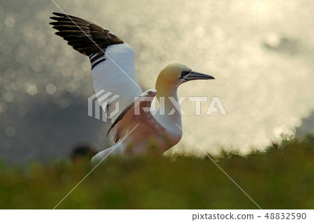 Northern gannet, detail head portrait of sea bird Northern gannet, detail head portrait of sea bird 48832590